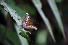 Lebadea martha parkeri