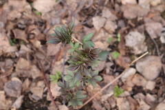 Sambucus sibirica