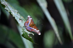 Lebadea martha parkeri