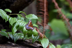 Lebadea martha parkeri