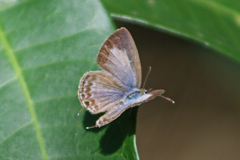 Theclinesthes miskini