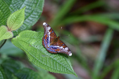 Lebadea martha parkeri