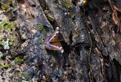 Lebadea martha parkeri