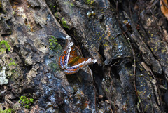 Lebadea martha parkeri