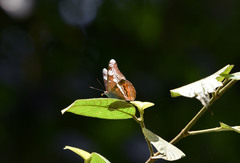 Lebadea martha parkeri