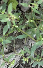Gratiola virginiana