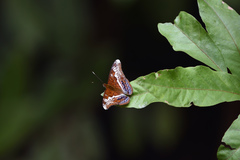 Lebadea martha parkeri