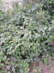 Toxicodendron diversilobum