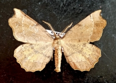 Artiora evonymaria