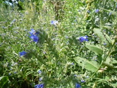 Anchusa procera