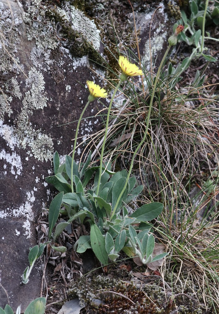 mouse-eared hawkweed