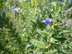 Anchusa procera