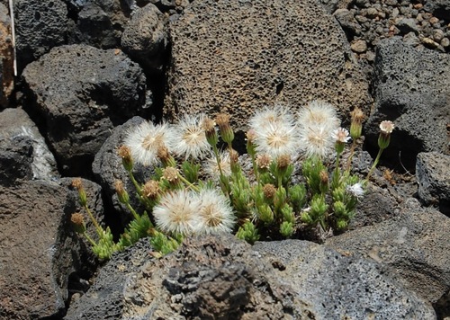 Tetramolopium humile ssp. haleakalae