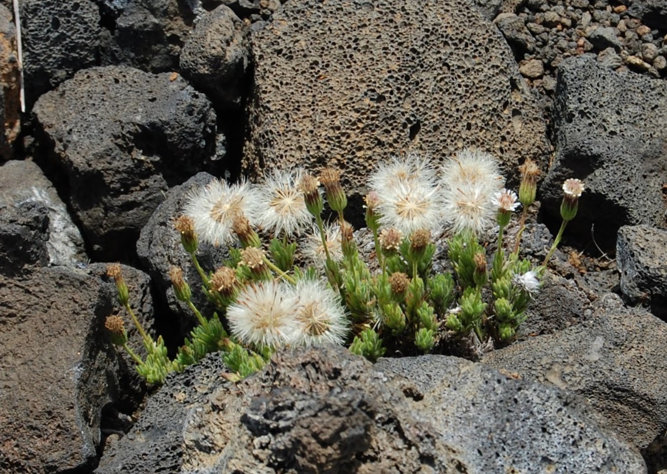 Tetramolopium humile ssp. haleakalae