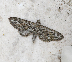 Eupithecia nanata
