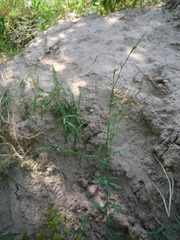 Polygonum novoascanicum