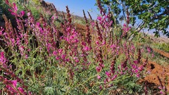 Onobrychis megataphros