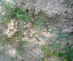 Polygonum novoascanicum