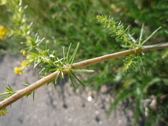 Galium olgae