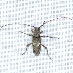 Lophopogonius crinitus