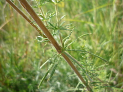 Galium olgae