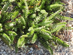 Horkelia clevelandii