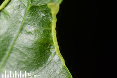 Aceria melicyti