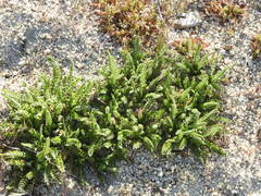 Horkelia clevelandii