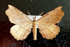 Artiora evonymaria