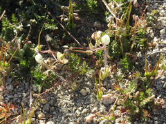 Platystemon californicus