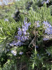 Salvia rosmarinus