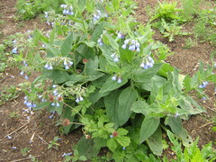 Symphytum caucasicum