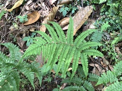 Athyrium delavayi