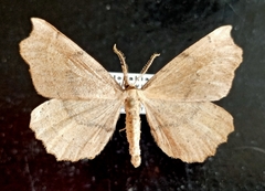 Artiora evonymaria