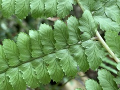 Athyrium delavayi