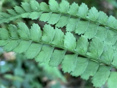 Athyrium delavayi