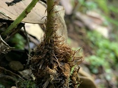 Athyrium delavayi