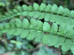 Athyrium delavayi