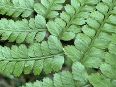 Athyrium delavayi