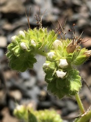 Phacelia nemoralis