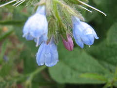 Symphytum caucasicum