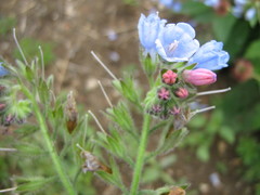 Symphytum caucasicum
