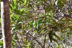 Heteropterys laurifolia