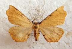 Artiora evonymaria