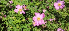 Rosa roxburghii