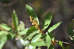 Heteropterys laurifolia