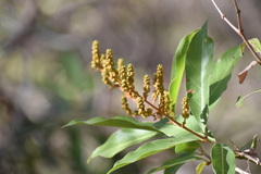 Heteropterys laurifolia