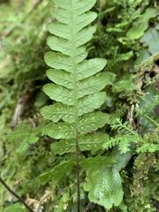 Leptogramma tottoides