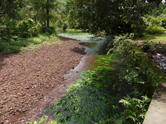 Cryptocoryne cognata