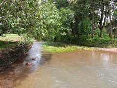 Cryptocoryne cognata